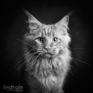 porträtt av en katt i svart vit, maine coon, dusdjursfoto