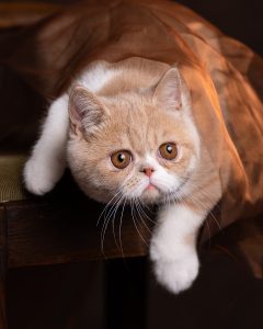 kattfoto, husdjursfoto,