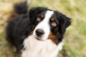 hundfoto utomhus, hundfoto i studio, hundfotograf, terri lindholm, lindholm photography, djurfoto stockholm