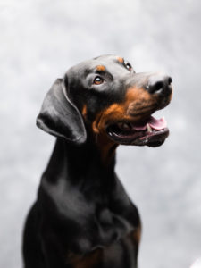 hundfoto utomhus, hundfoto i studio, hundfotograf, terri lindholm, lindholm photography, djurfoto stockholm