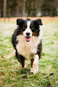 hundfoto utomhus, hundfoto i studio, hundfotograf, terri lindholm, lindholm photography, djurfoto stockholm
