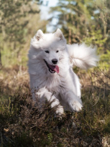 hundfoto utomhus, hundfoto i studio, hundfotograf, terri lindholm, lindholm photography, djurfoto stockholm