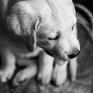 hundfoto utomhus, hundfoto i studio, hundfotograf, terri lindholm, lindholm photography, djurfoto stockholm
