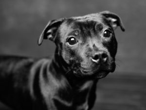 hundfoto utomhus, hundfoto i studio, hundfotograf, terri lindholm, lindholm photography, djurfoto stockholm