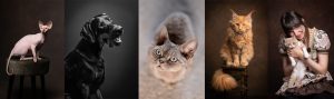 kattfoto, hundfoto, husdjursfotografering, katt, fotograf tullinge huddinge stockholm