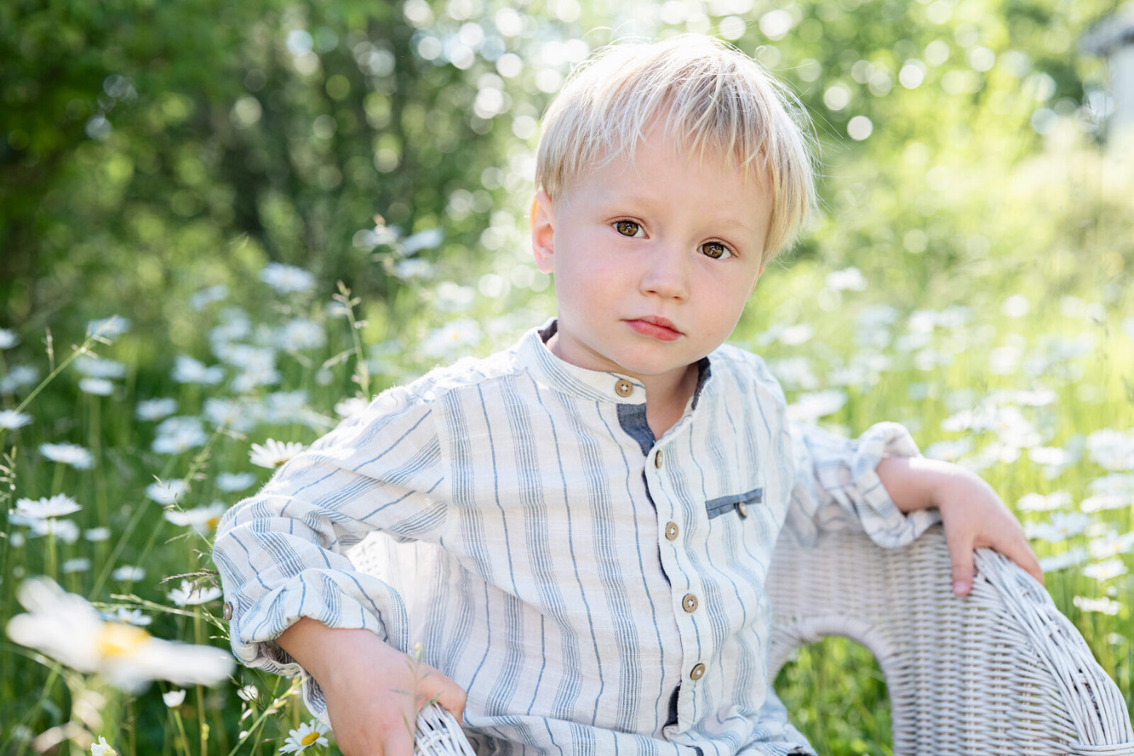 familjefotografering , barnfotografering med prästkragor utomhus familjefotografering tullinge huddinge tumba